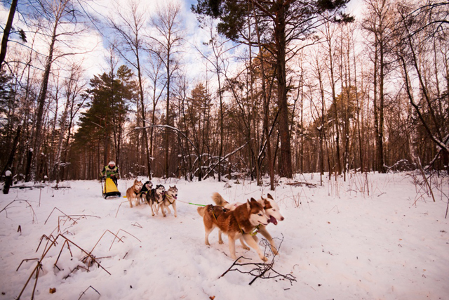 New Day: In Siberia si terranno delle gare con i cani da slitta (FOTO)