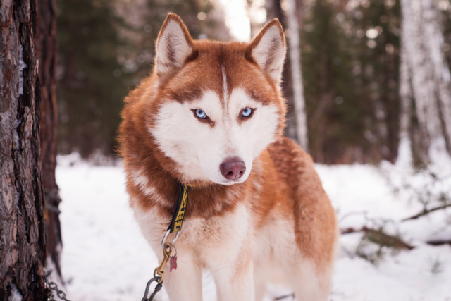 New Day: In Siberia si terranno delle gare con i cani da slitta (FOTO)
