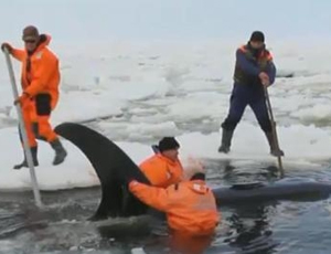 Gli abitanti dell'Estremo Oriente russo hanno salvato le orche marine intrappolate nel ghiaccio (VIDEO) / L'operazione di salvataggio dei cetacei è durata quasi otto ore