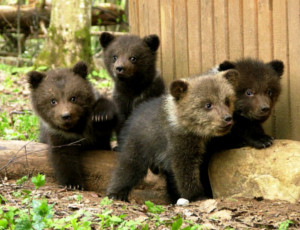 Orsi per l'esportazione / L'Estremo Oriente russo dona alcuni orsi agli altri paesi