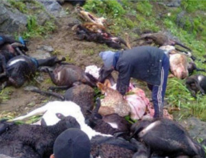 In Kirghizistan un fulmine ha colpito e ucciso 120 pecore