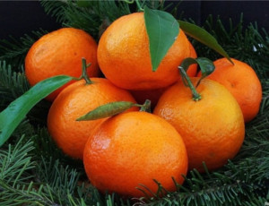 Scienziati russi sperimentano mandarini e limoni resistenti al gelo