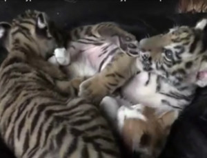 In Siberia cane bastardo allatta cuccioli della tigre dell'Amur (VIDEO)