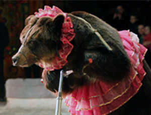 Durante le riprese di uno show della TV russa un orso colpisce una ragazza (VIDEO)