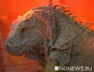 Nel sud della Cina trovate cinque uova di dinosauro erbivoro