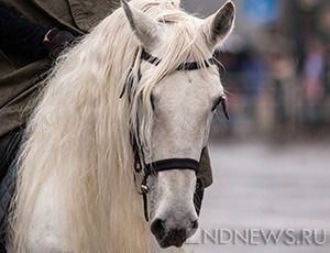 La rapina dell'anno: a Mosca la polizia cerca berretti lavorati a maglia per cavalli